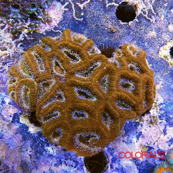 micromussa-lordowensis acanthastrea