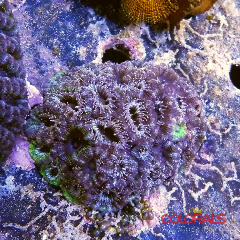 micromussa-lordowensis acanthastrea