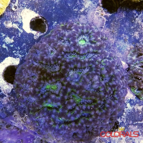 micromussa-lordowensis acanthastrea