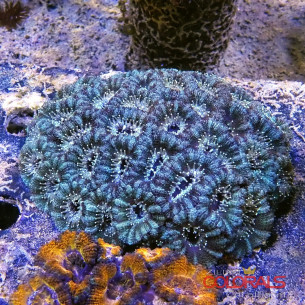 micromussa-lordowensis acanthastrea