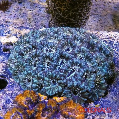 micromussa-lordowensis acanthastrea