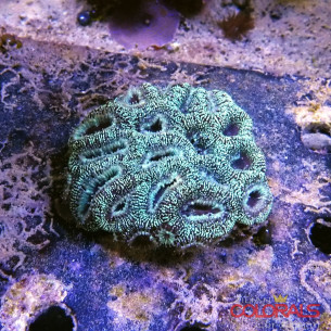 micromussa-lordowensis acanthastrea