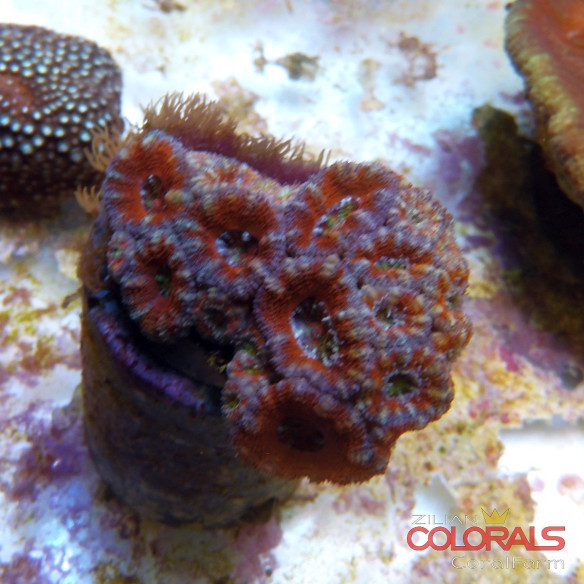 micromussa-lordowensis acanthastrea