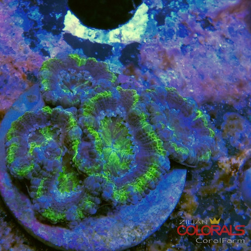 micromussa-lordowensis acanthastrea