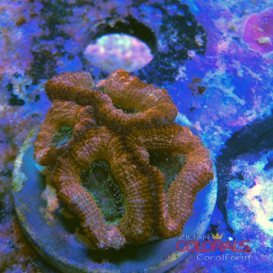micromussa-lordowensis acanthastrea