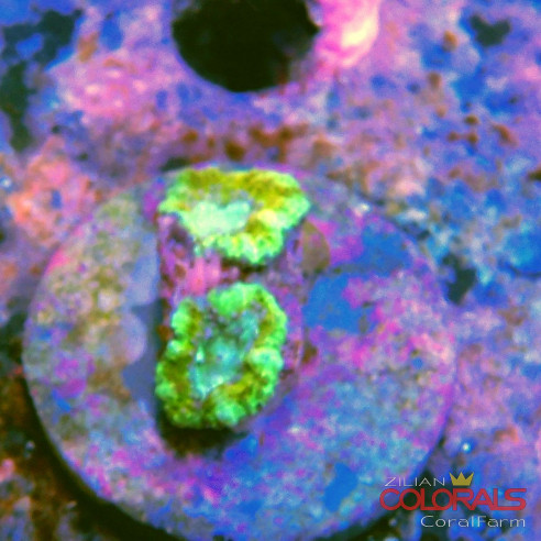 micromussa-lordowensis acanthastrea
