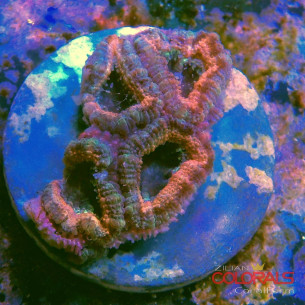 micromussa-lordowensis acanthastrea