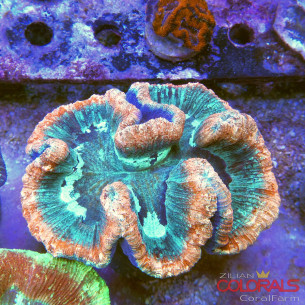 trachyphyllia