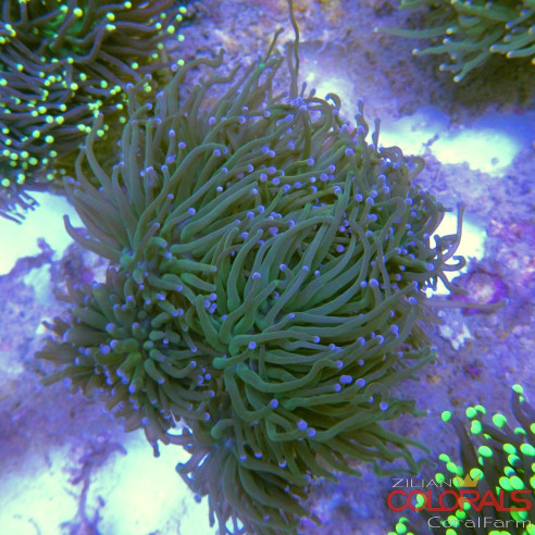 euphyllia glabrescens