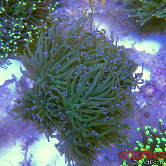 euphyllia glabrescens