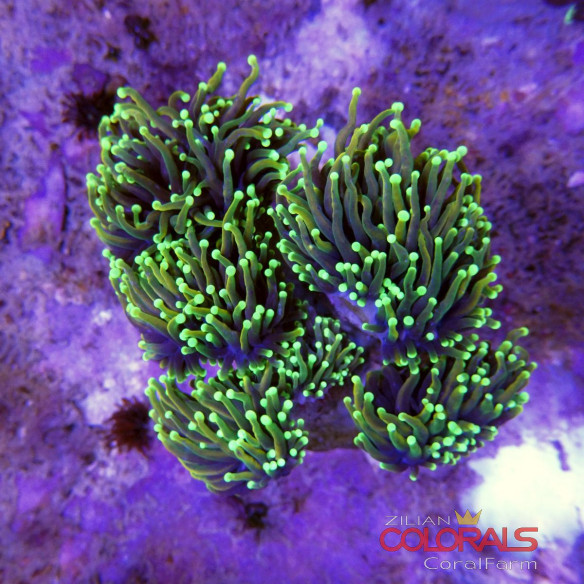 euphyllia glabrescens