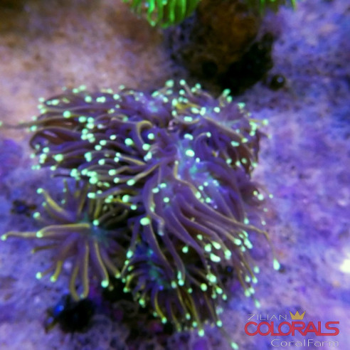 euphyllia glabrescens