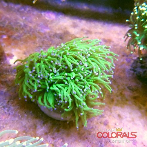 euphyllia glabrescens