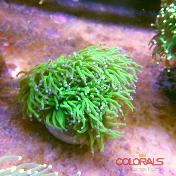 euphyllia glabrescens