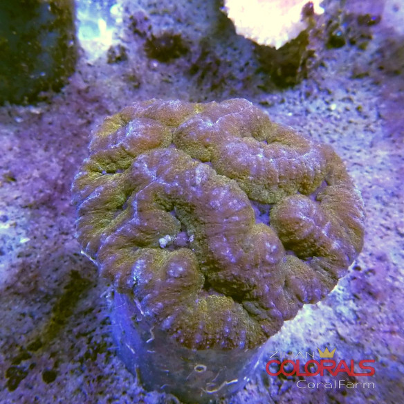 symphyllia