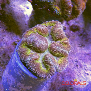 symphyllia