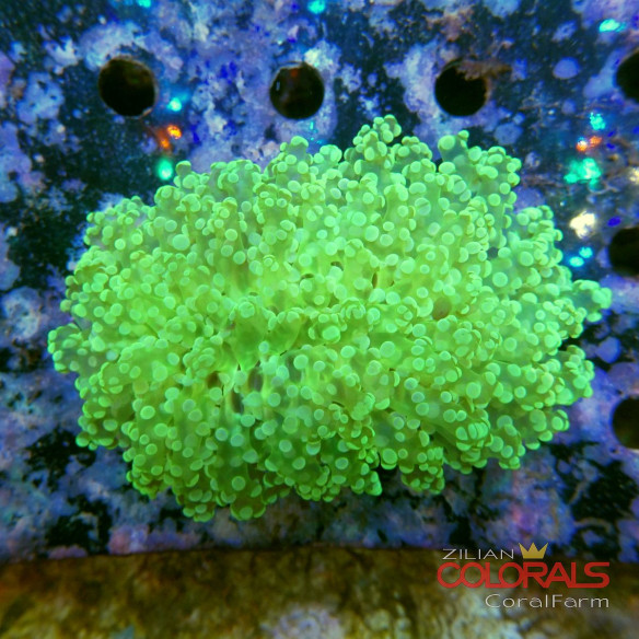 Euphyllia divisa