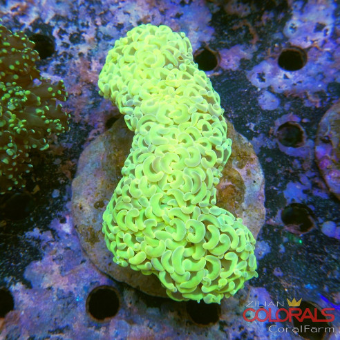 Euphyllia divisa