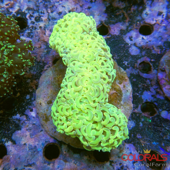 Euphyllia divisa