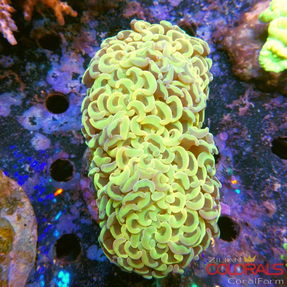 Euphyllia divisa