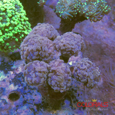 euphyllia