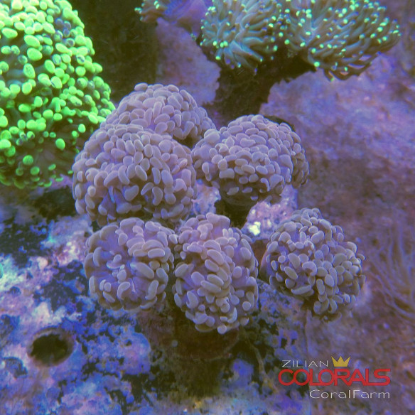 euphyllia