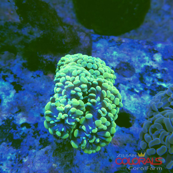 euphyllia
