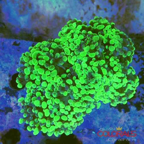 euphyllia