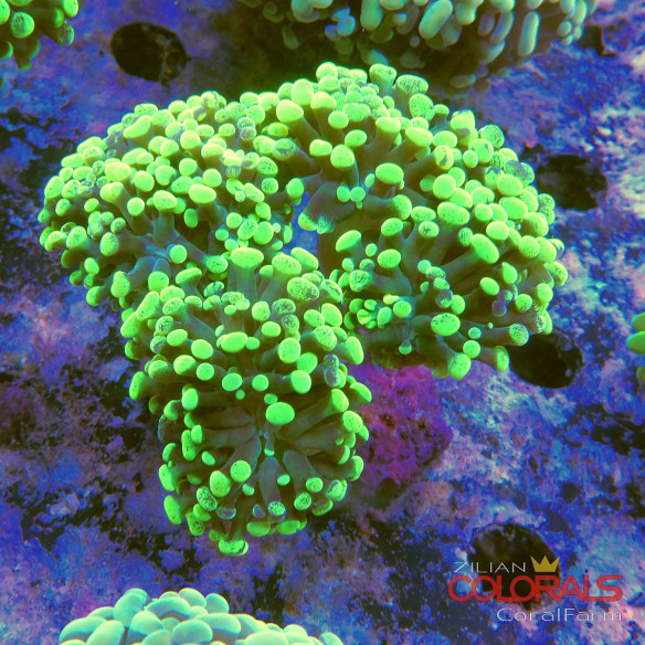euphyllia