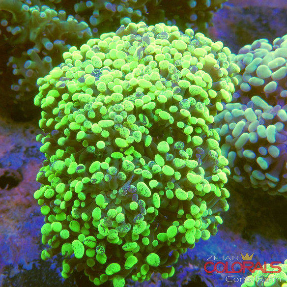 euphyllia