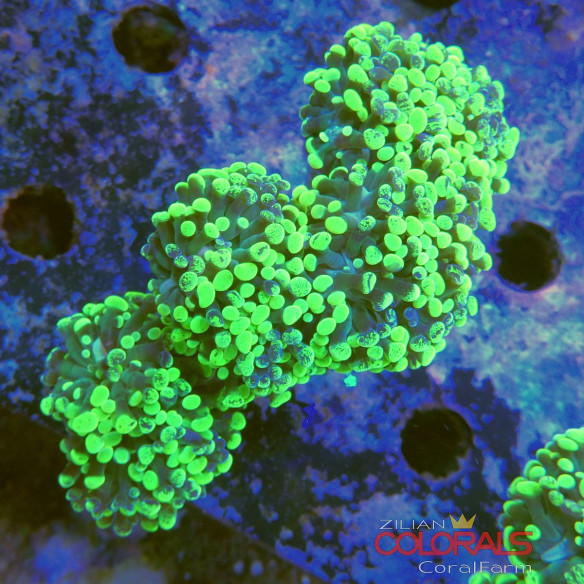 euphyllia