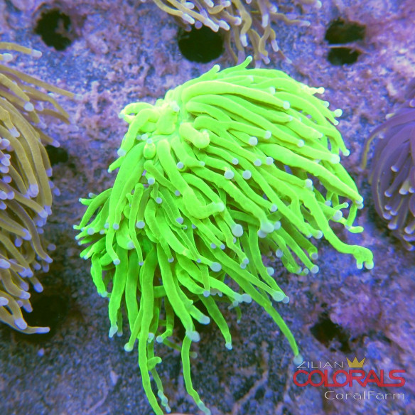 euphyllia glabrescens