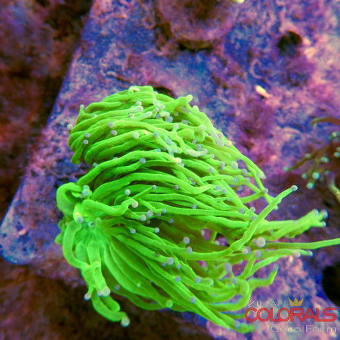 euphyllia glabrescens