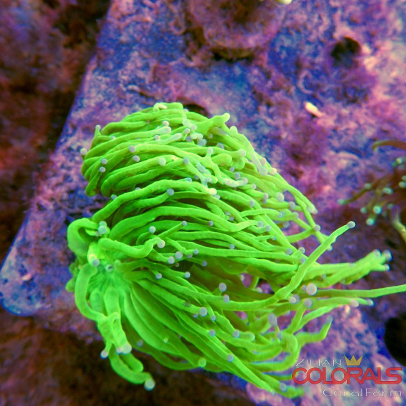 euphyllia glabrescens