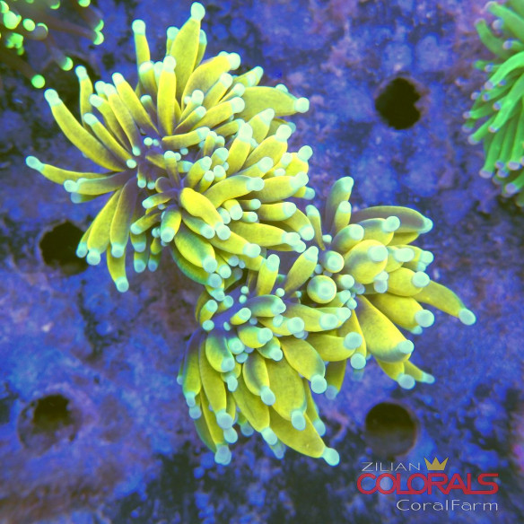 euphyllia-glabrescens