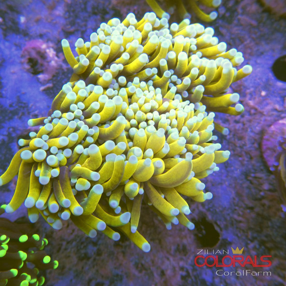 euphyllia-glabrescens
