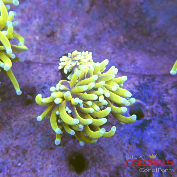 euphyllia-glabrescens