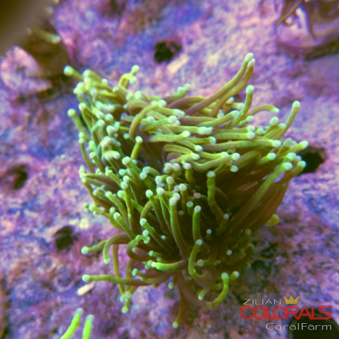 euphyllia-glabrescens