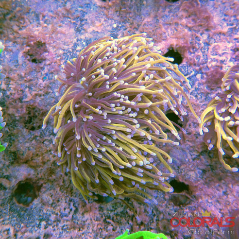 euphyllia-glabrescens-torch