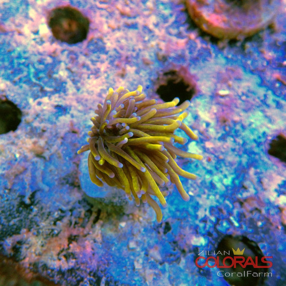 euphyllia-glabrescens-torch