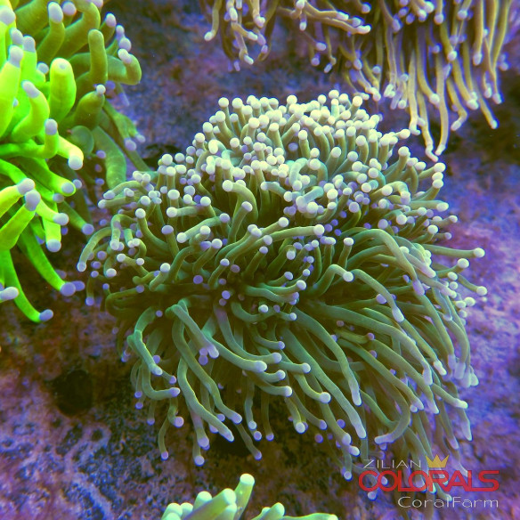 euphyllia-glabrescens