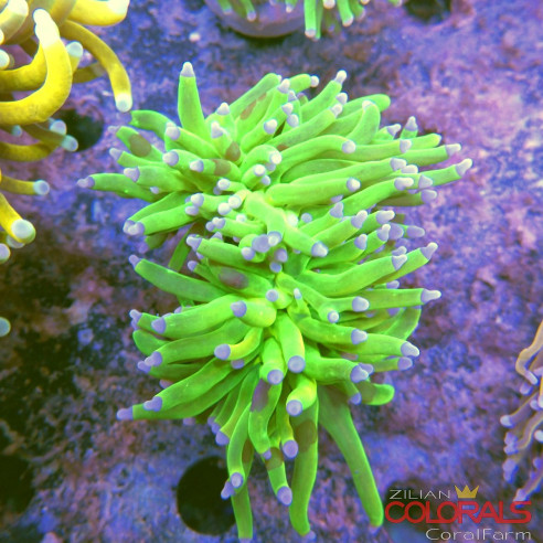 euphyllia-glabrescens