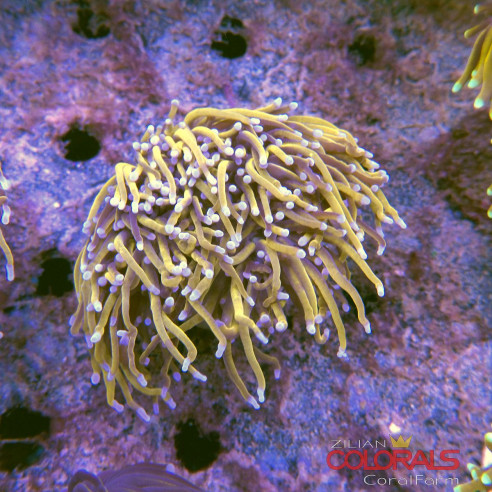 euphyllia-glabrescens-torch