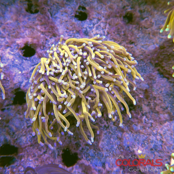 euphyllia-glabrescens-torch
