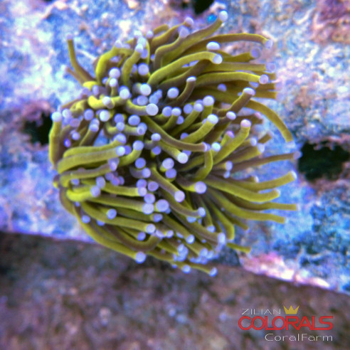 euphyllia-glabrescens-torch