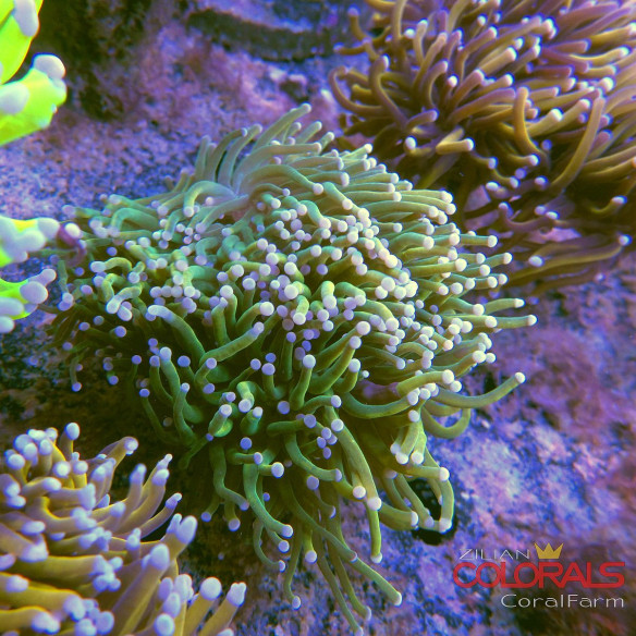euphyllia-glabrescens