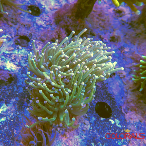 euphyllia-glabrescens