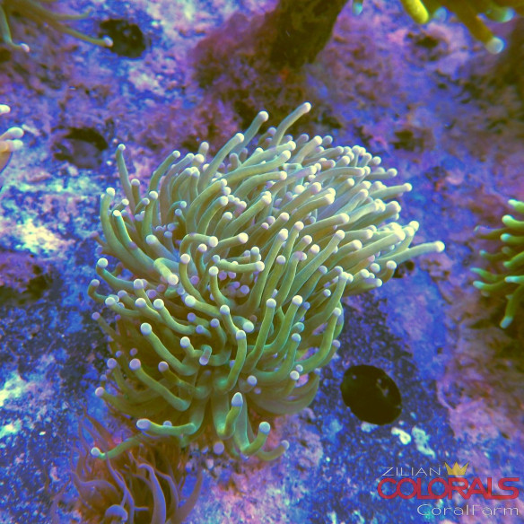 euphyllia-glabrescens