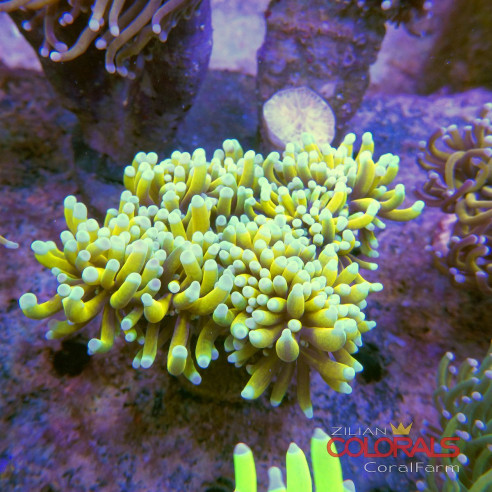 euphyllia-glabrescens