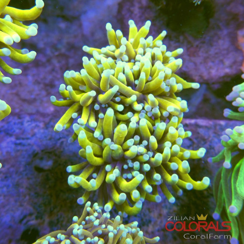 euphyllia-glabrescens